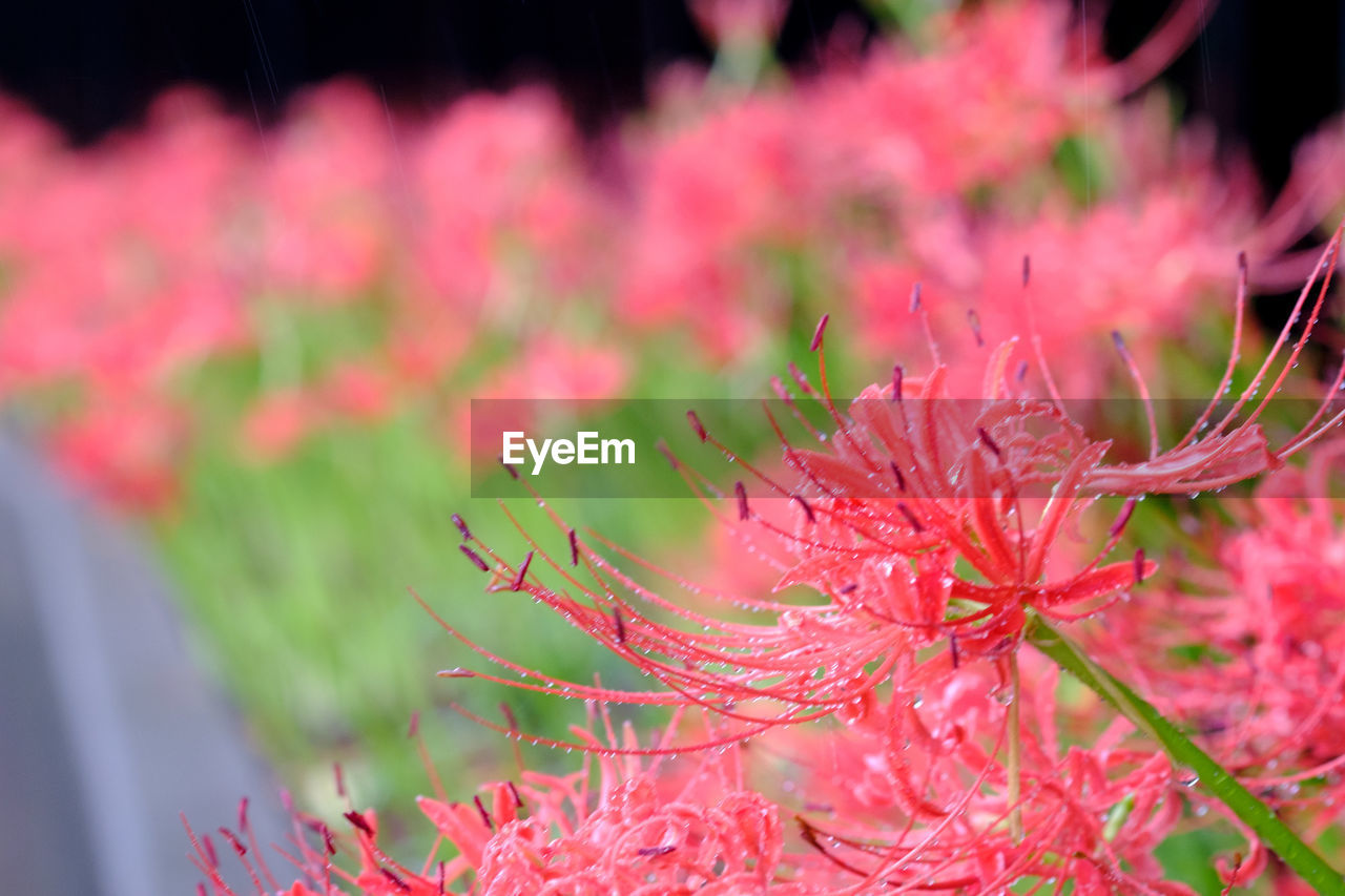 Close-up of pink flowers