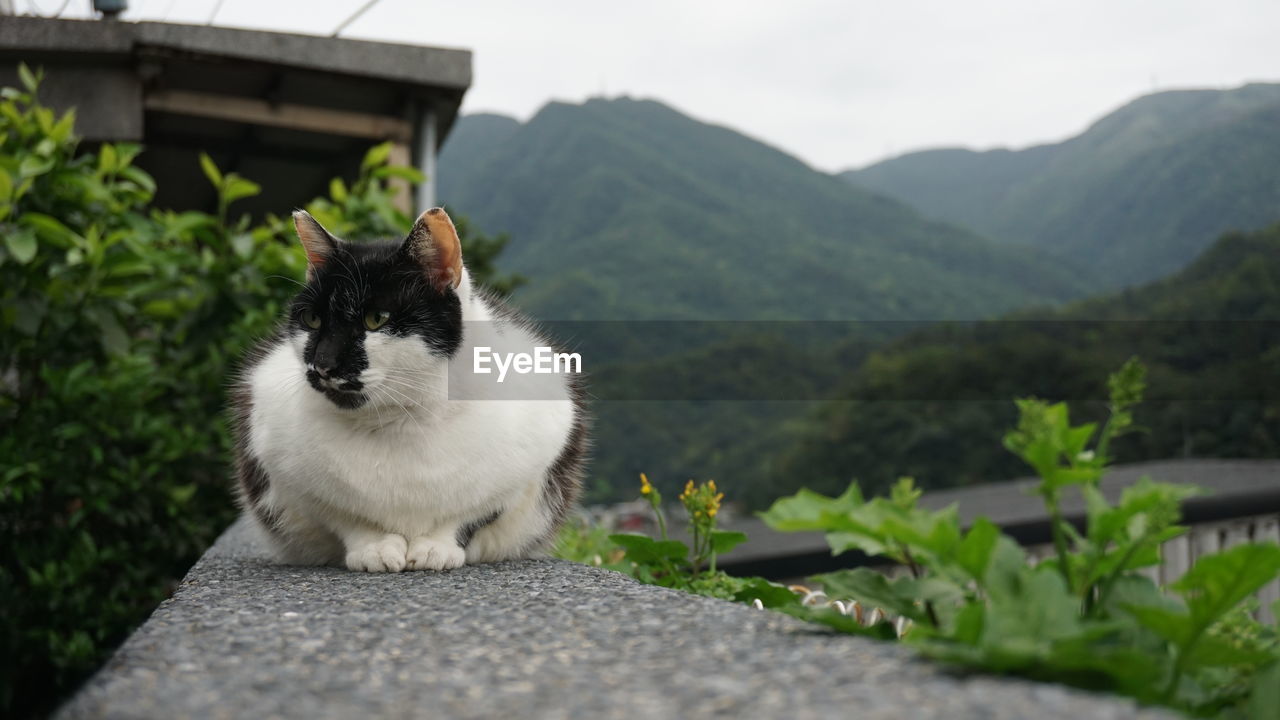 CAT LOOKING AWAY IN MOUNTAIN
