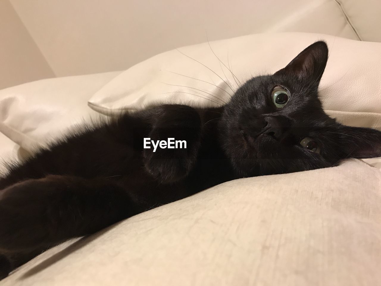 PORTRAIT OF CAT LYING DOWN ON BED