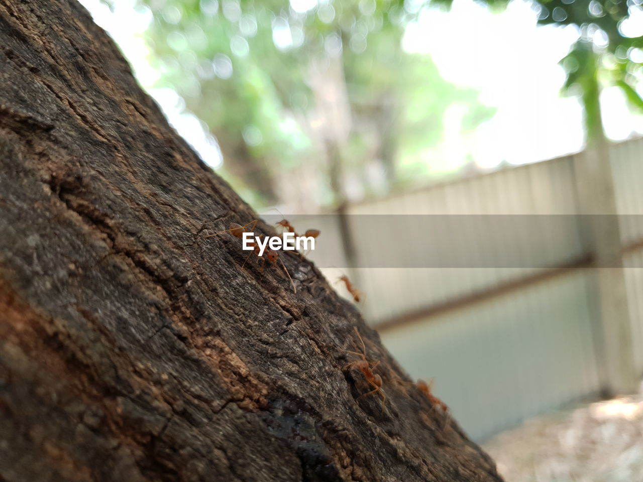 CLOSE-UP OF INSECT ON TREE