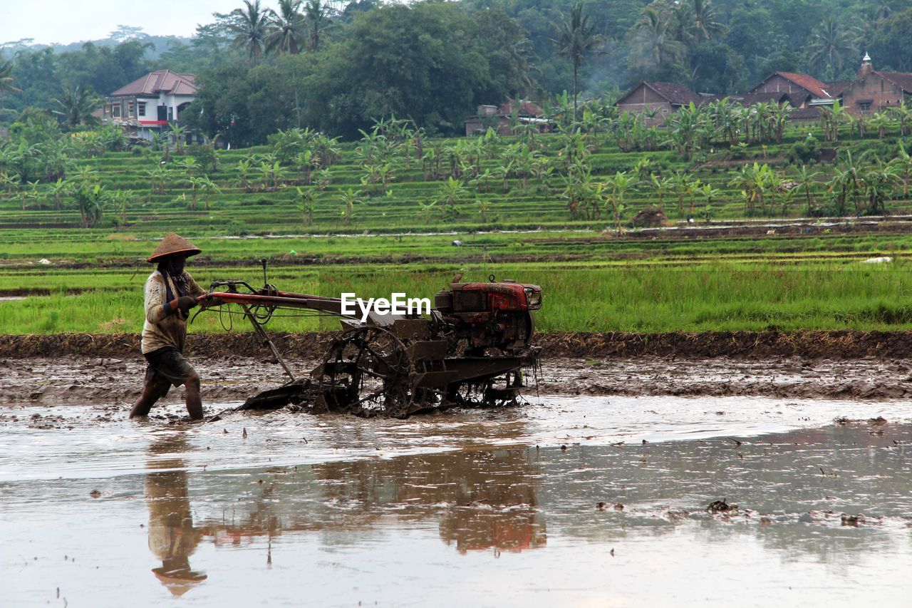 water, agriculture, rice paddy, rice, occupation, rural scene, farm, farmer, nature, paddy field, landscape, environment, plant, crop, working, land, field, wet, rural area, asian style conical hat, growth, tree, outdoors, rice - food staple, transportation, hat, animal, architecture, day, men, food and drink, animal themes, adult, vehicle, mammal, social issues, green, building, domestic animals, tradition
