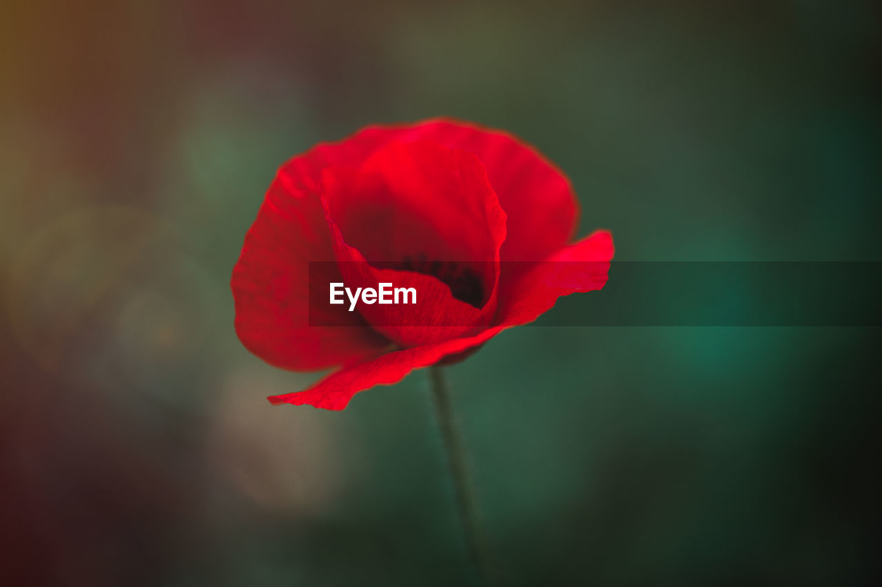 Close-up of red flower