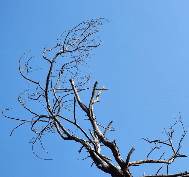 LOW ANGLE VIEW OF BARE TREES AGAINST CLEAR BLUE SKY