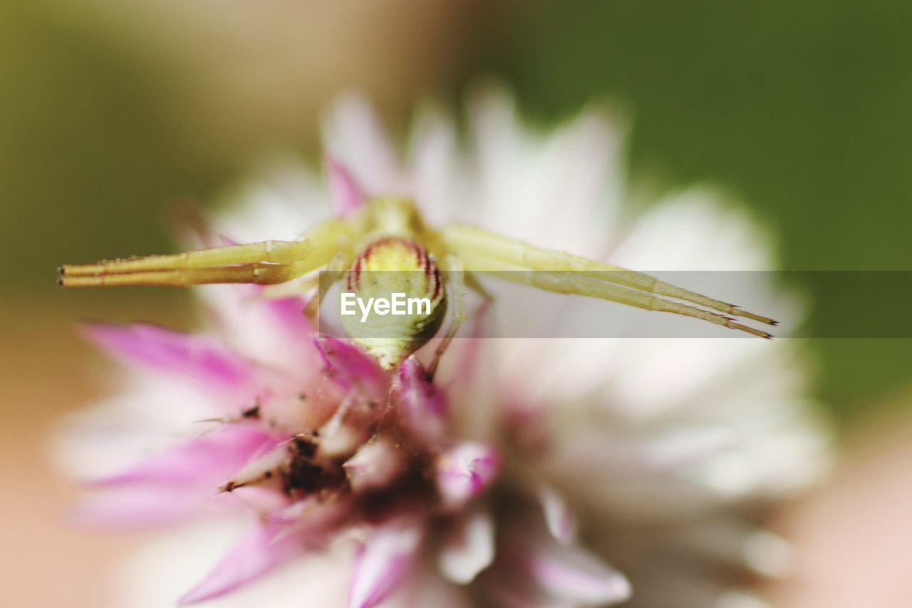 CLOSE-UP OF FRESH PURPLE FLOWERS