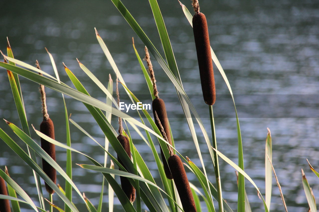 CLOSE-UP OF GRASS WITH LAKE IN BACKGROUND