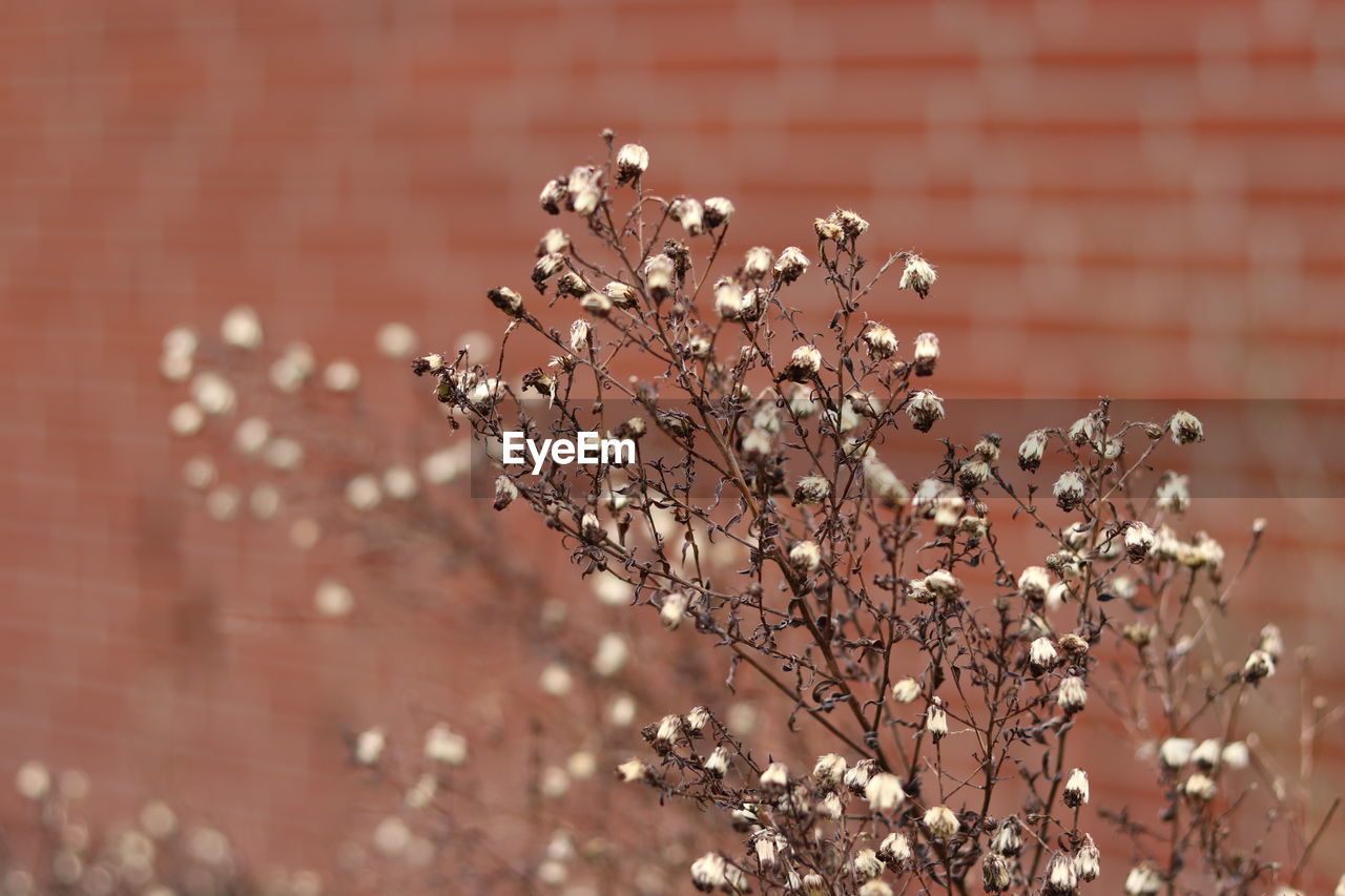 CLOSE-UP OF WILTED FLOWERS AGAINST WALL