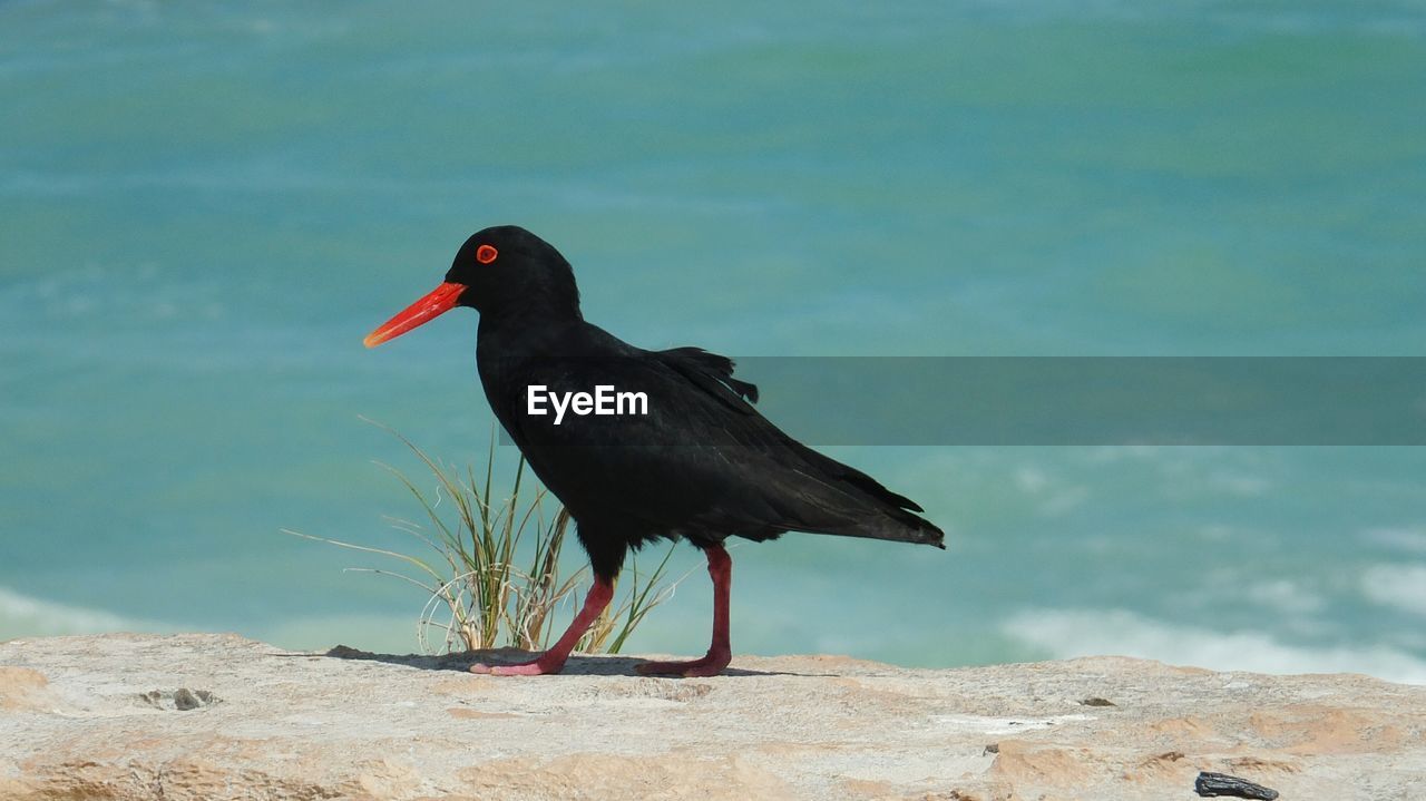 Side view of black oystercatcher on beach