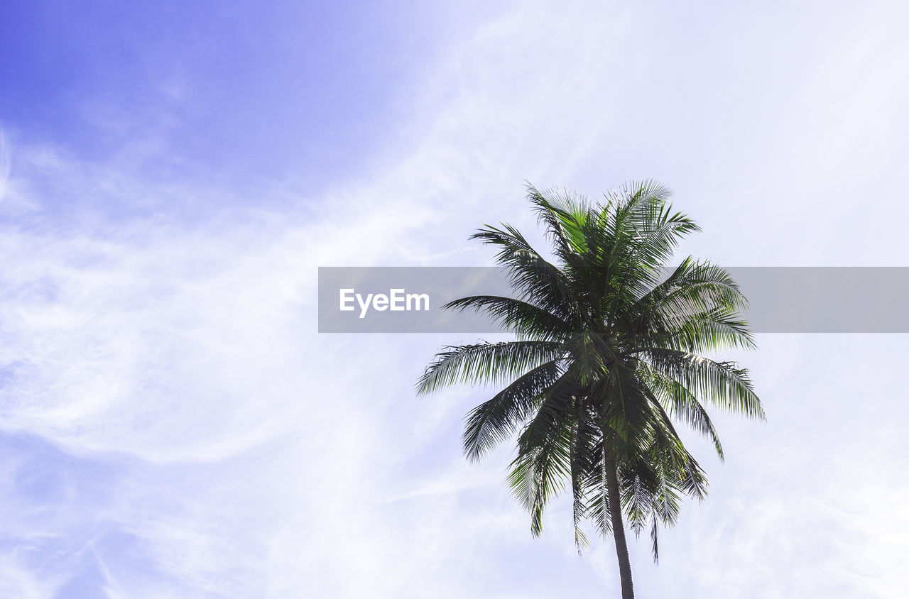 Low angle view of palm tree against sky