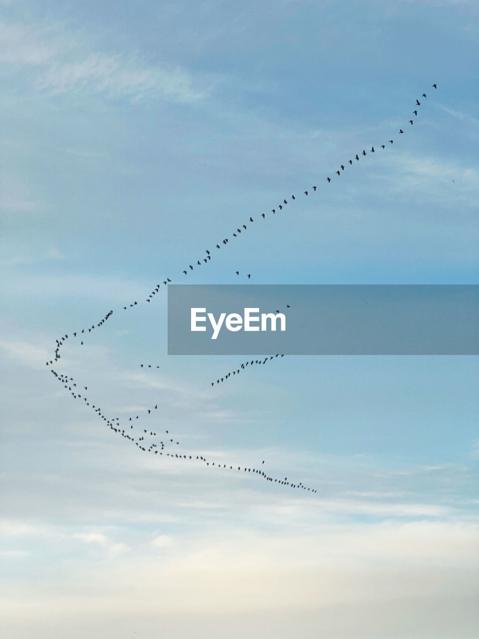 low angle view of birds flying against sky