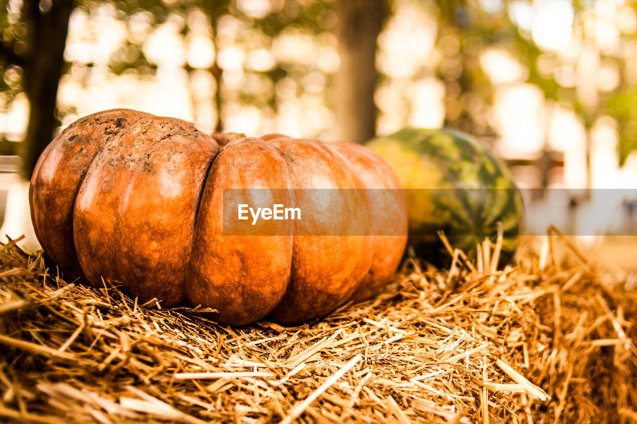 Orange pumpkin sitting in field. pumpkin in the hay. autumn. harvest.