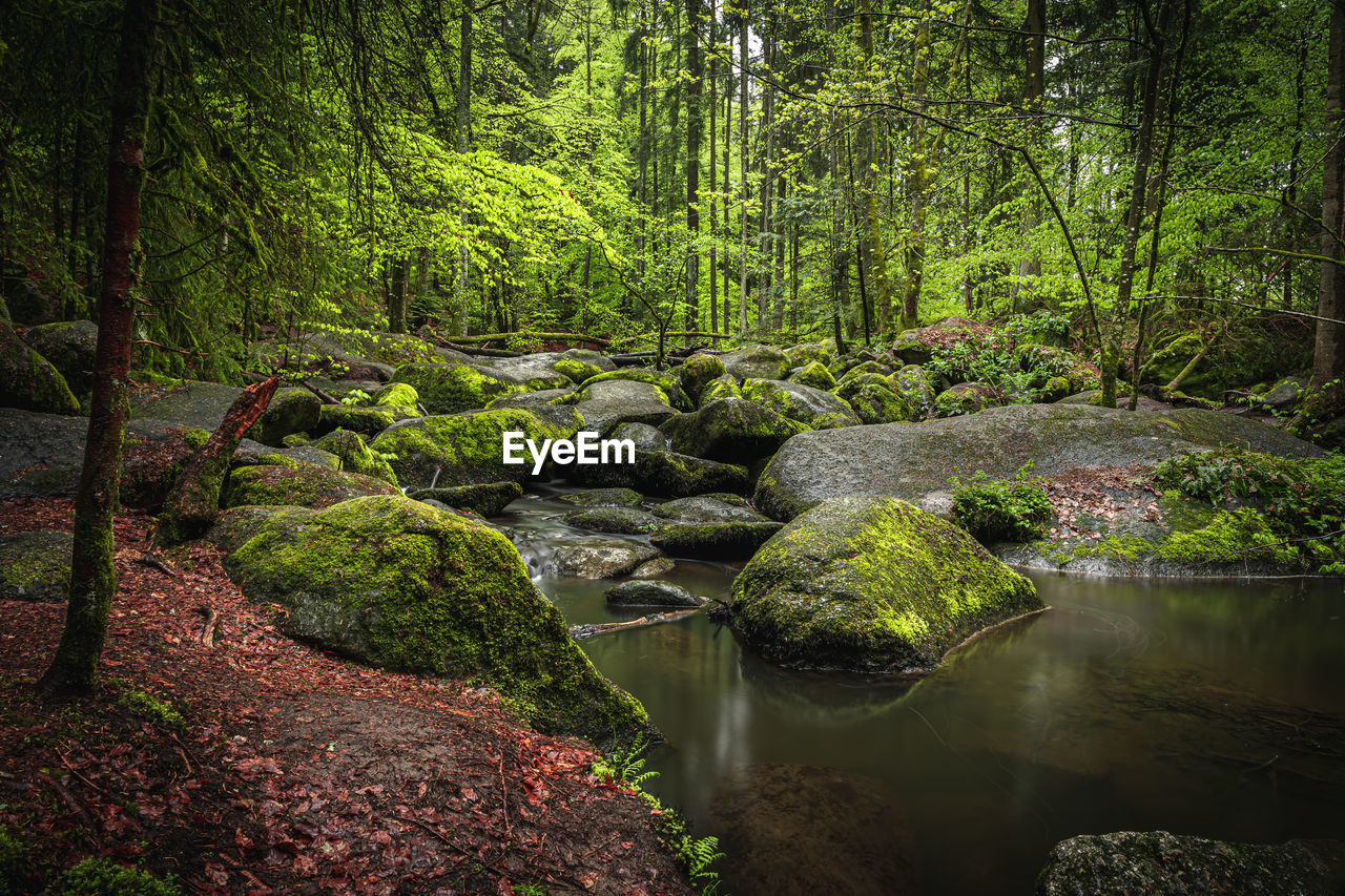 Plants growing on rocks in forest