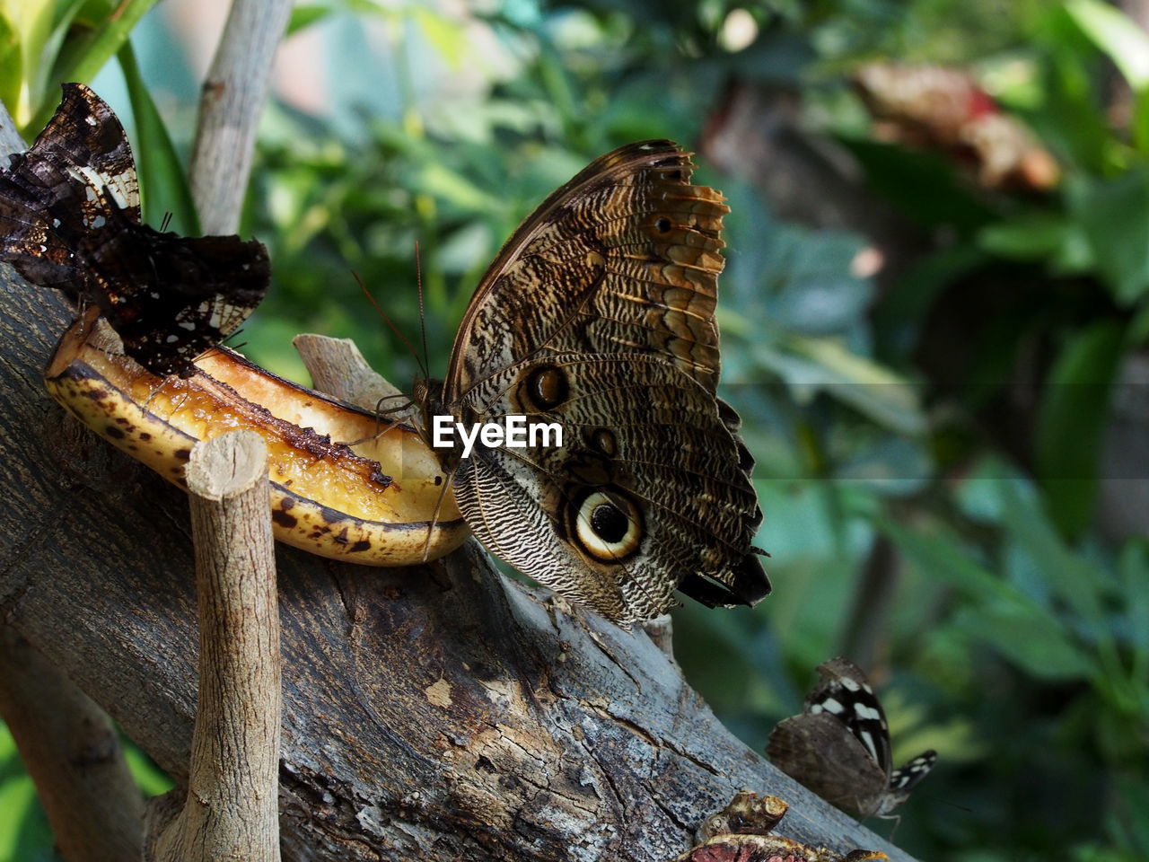 CLOSE-UP OF BUTTERFLY ON PLANT