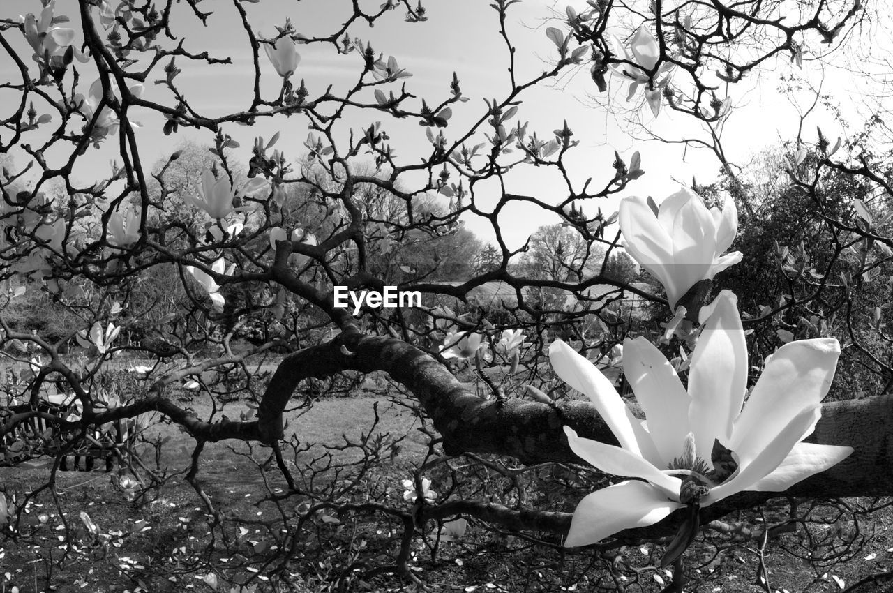 CLOSE-UP OF FRESH WHITE FLOWERS BLOOMING ON TREE