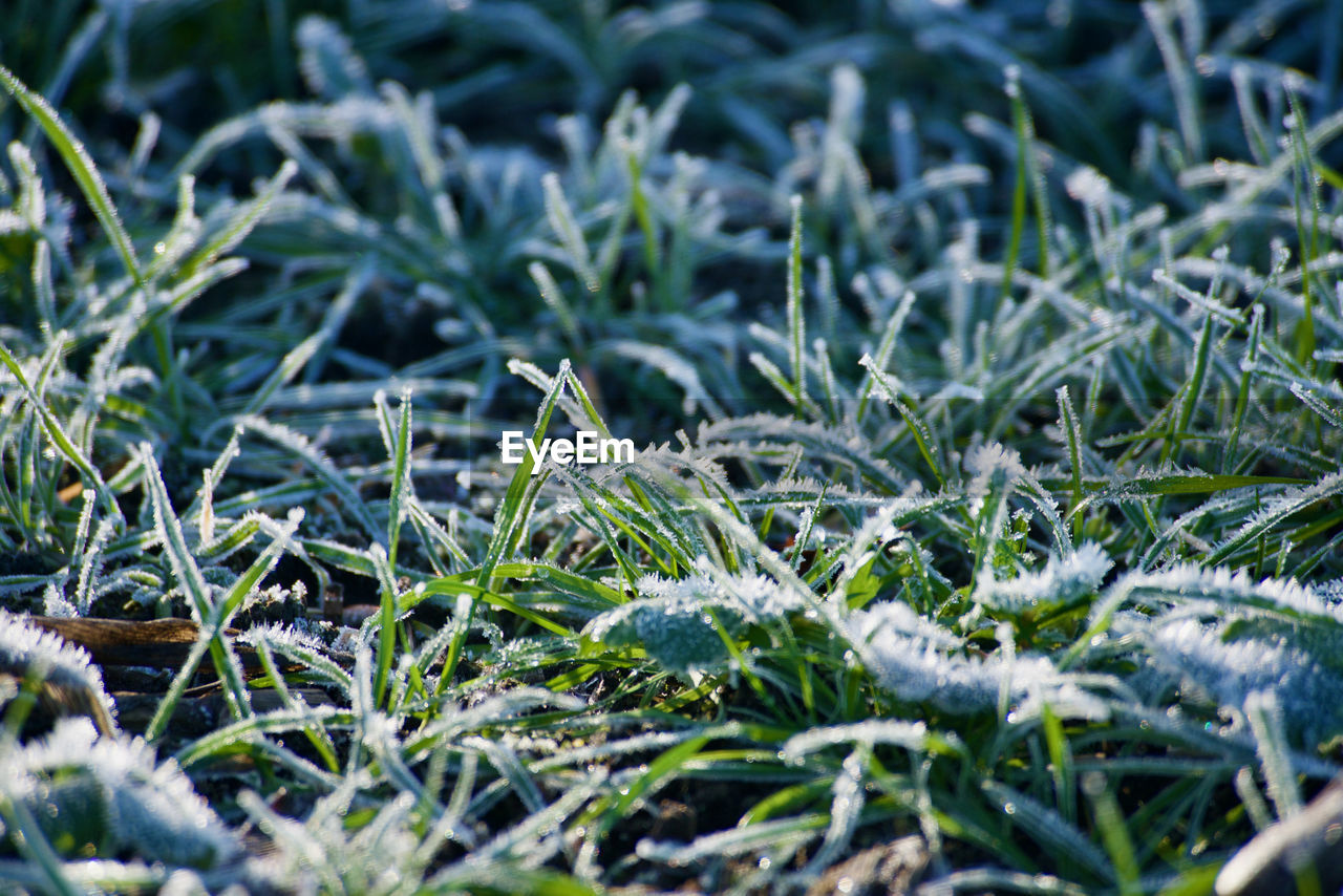 CLOSE-UP OF SNOW ON FIELD