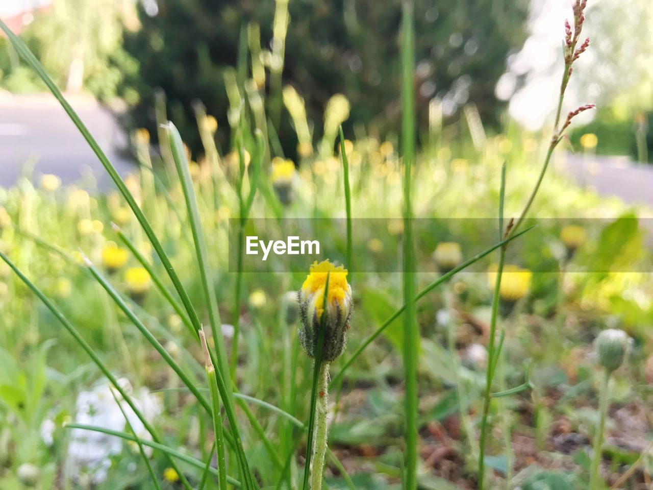 CLOSE-UP OF YELLOW FLOWERS ON FIELD