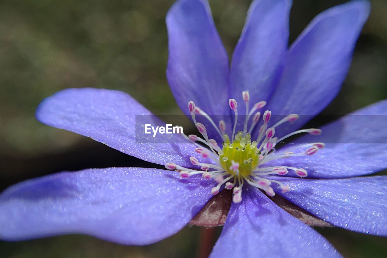 CLOSE-UP OF PURPLE FLOWERS BLOOMING IN POND