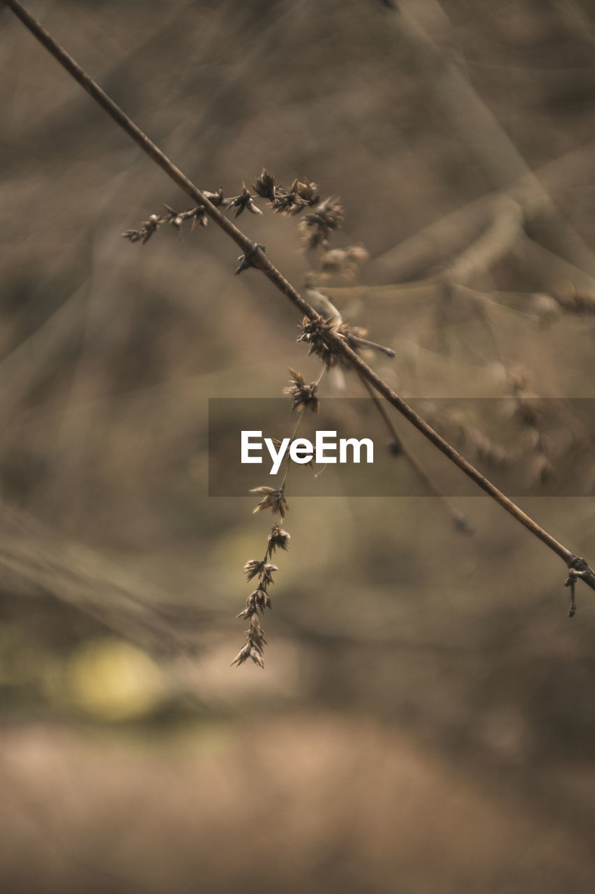 CLOSE-UP OF DRY PLANT ON FIELD