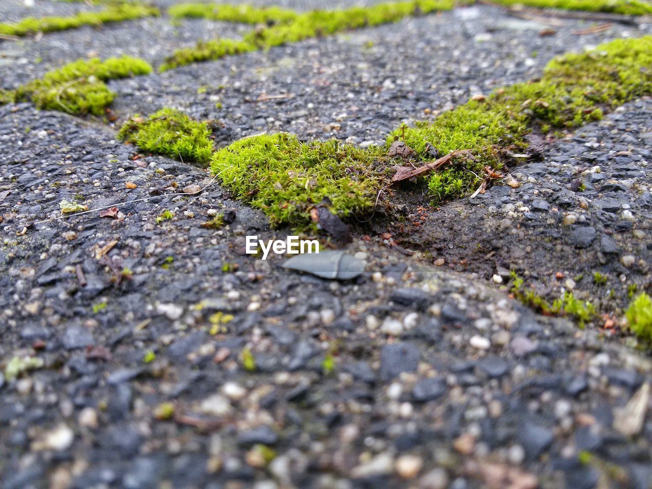 Close-up of moss covered footpath