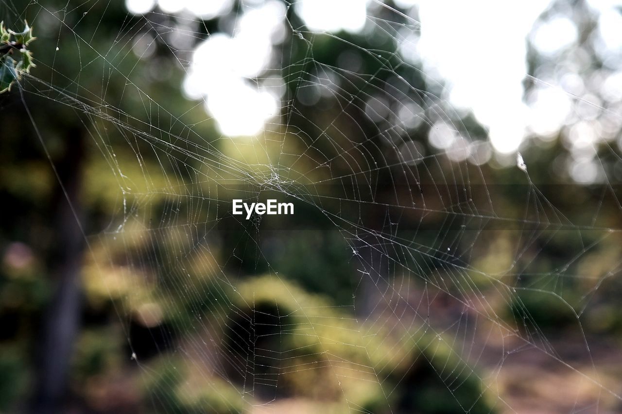 DEW DROPS ON SPIDER WEB