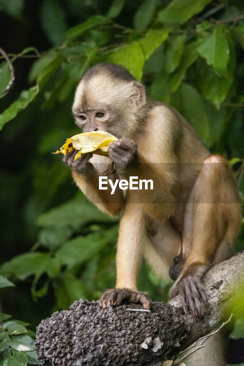 Capuchin monkey eating banana on riverside tree in the amazon ariau