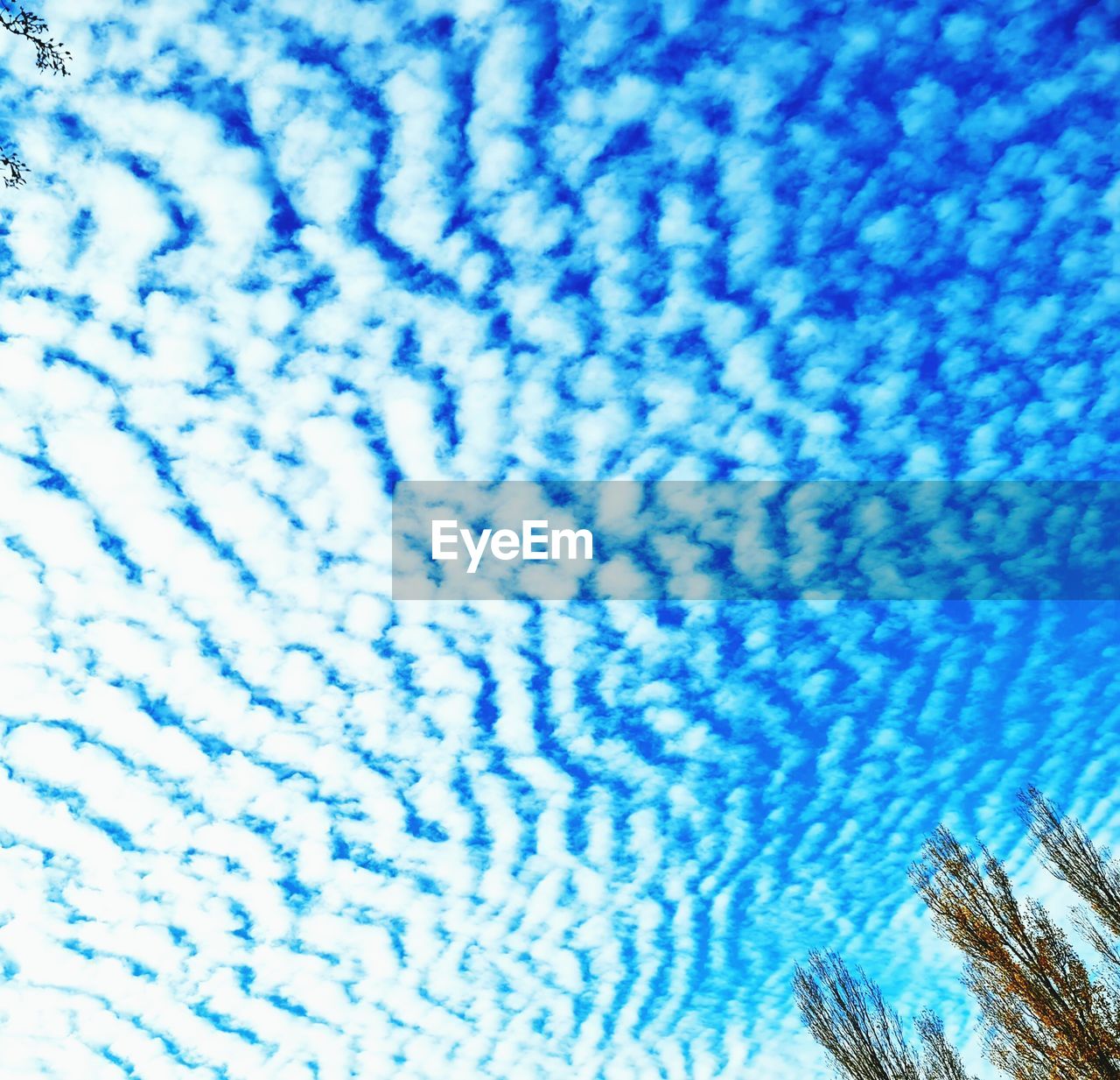 blue, no people, nature, backgrounds, azure, sky, low angle view, beauty in nature, pattern, full frame, day, plant, outdoors, tree, close-up, tranquility