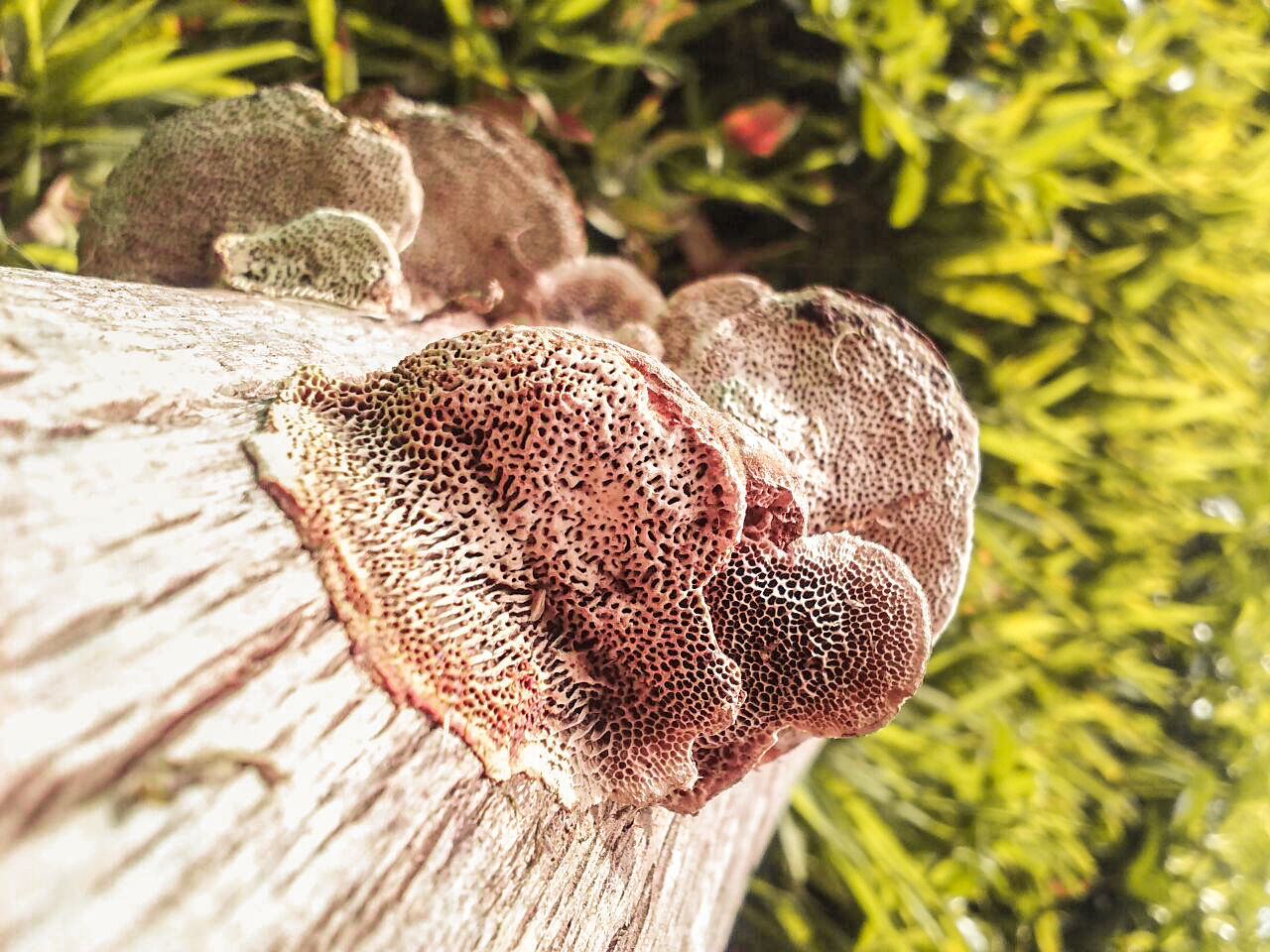 CLOSE-UP OF ANIMAL