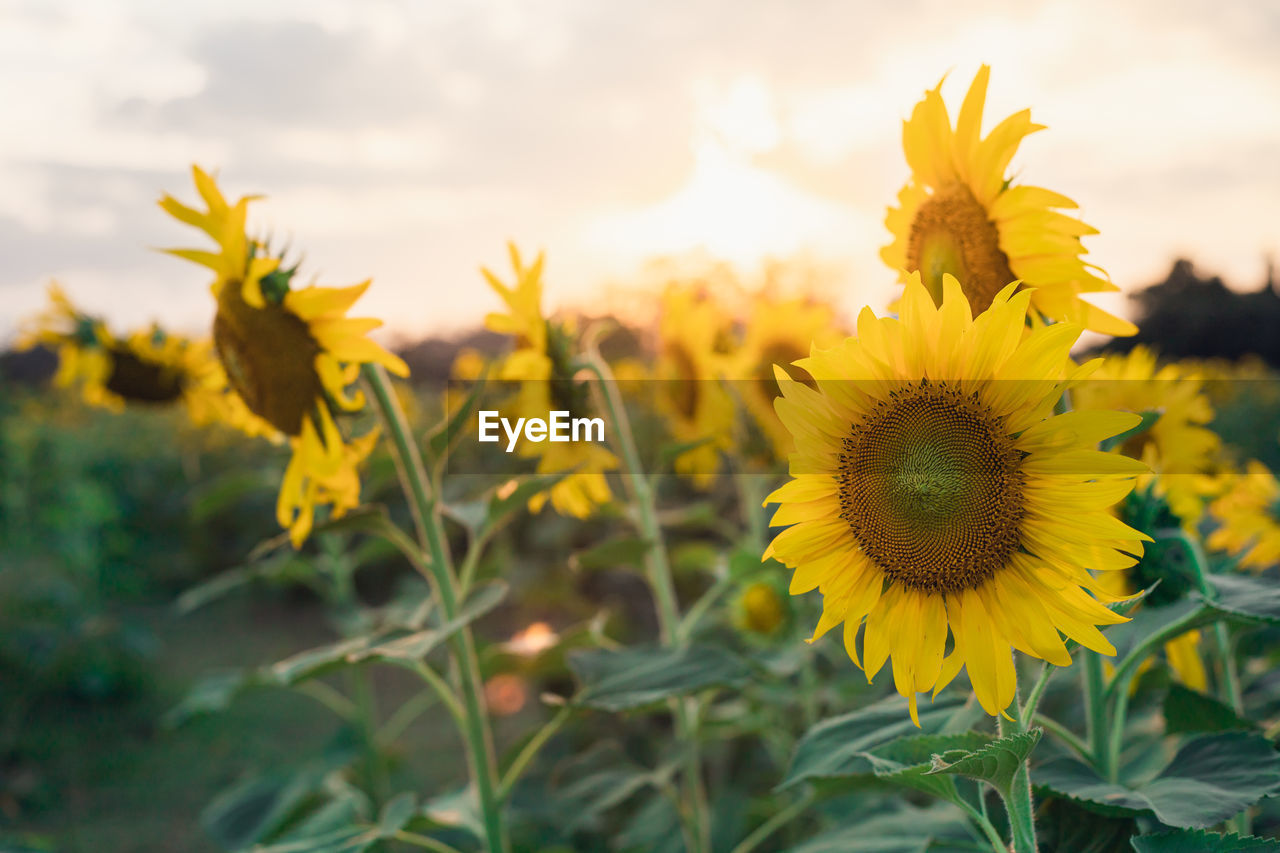 CLOSE-UP OF YELLOW SUNFLOWER ON FIELD