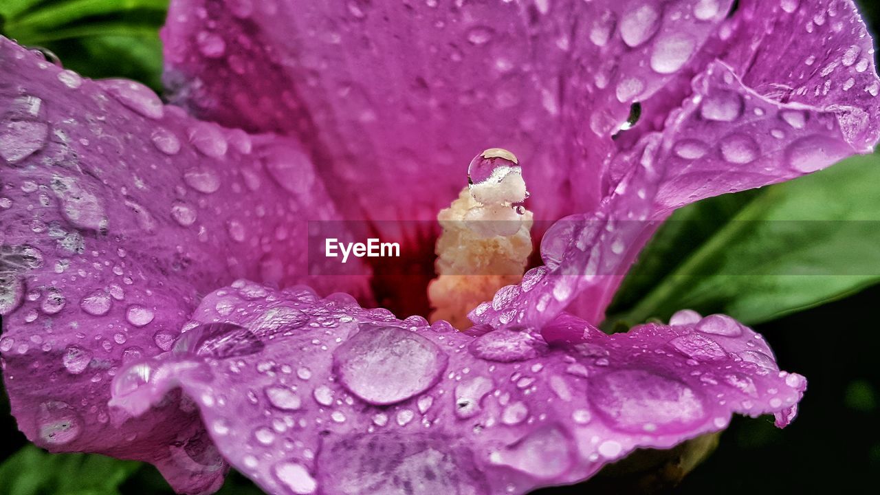 Macro shot of water drops on pink flower