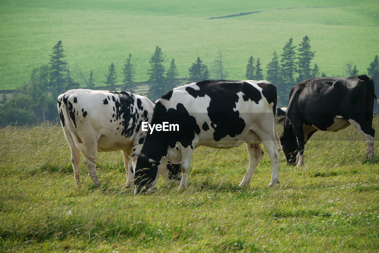 COWS IN THE FIELD