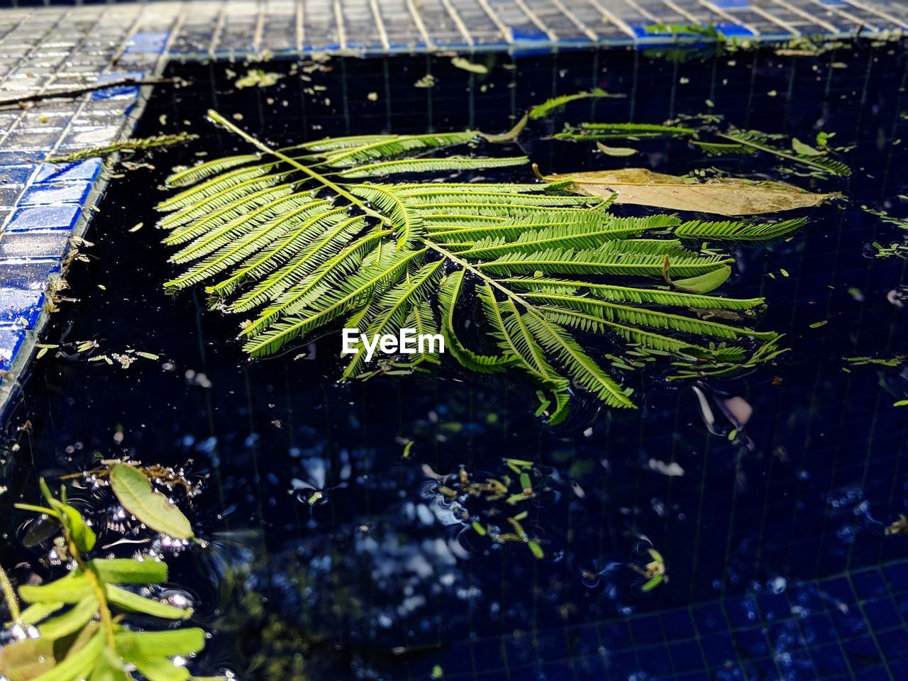 CLOSE-UP OF FRESH GREEN LEAF ON WET PLANT