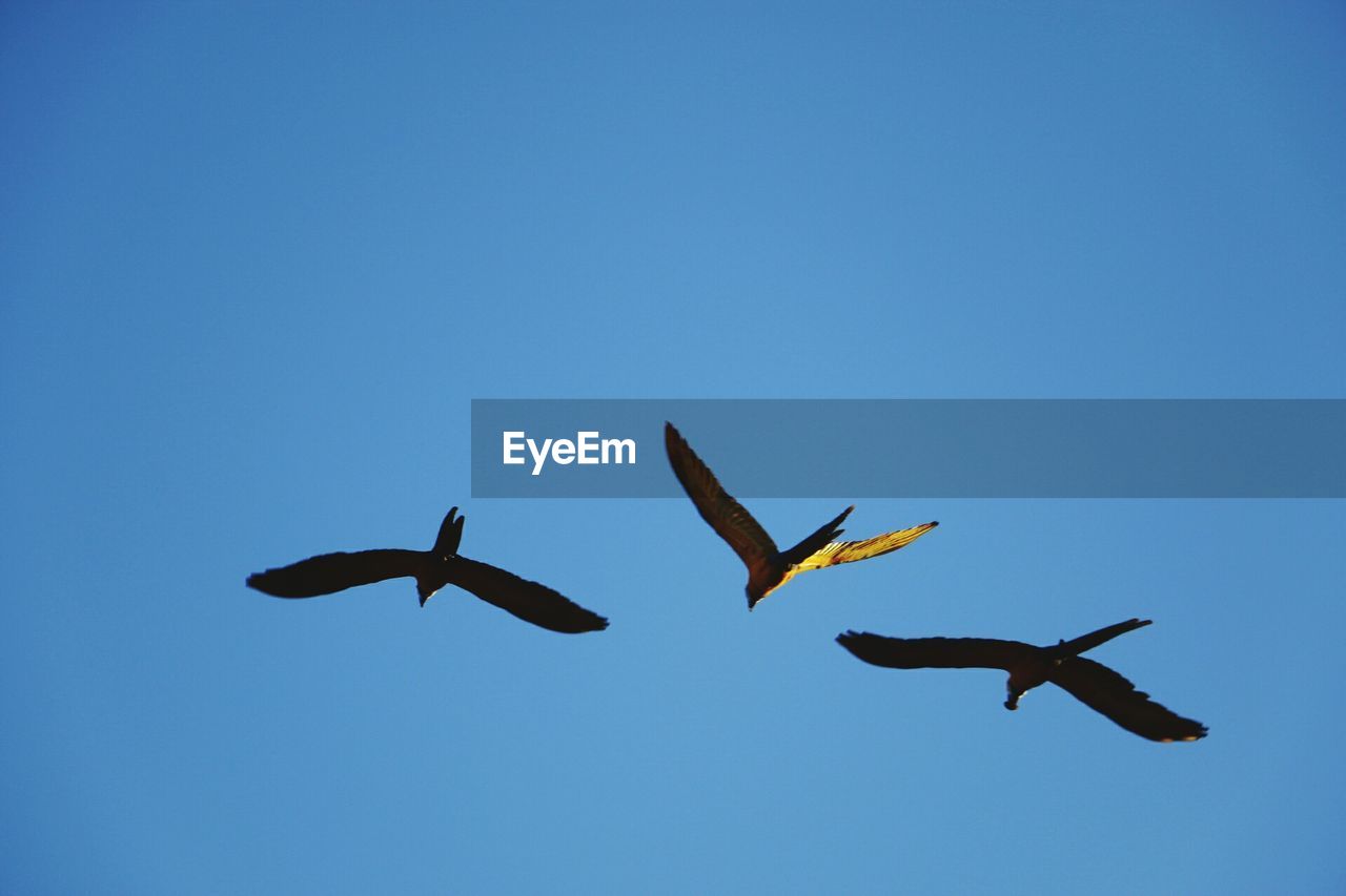 LOW ANGLE VIEW OF KITES FLYING AGAINST BLUE SKY