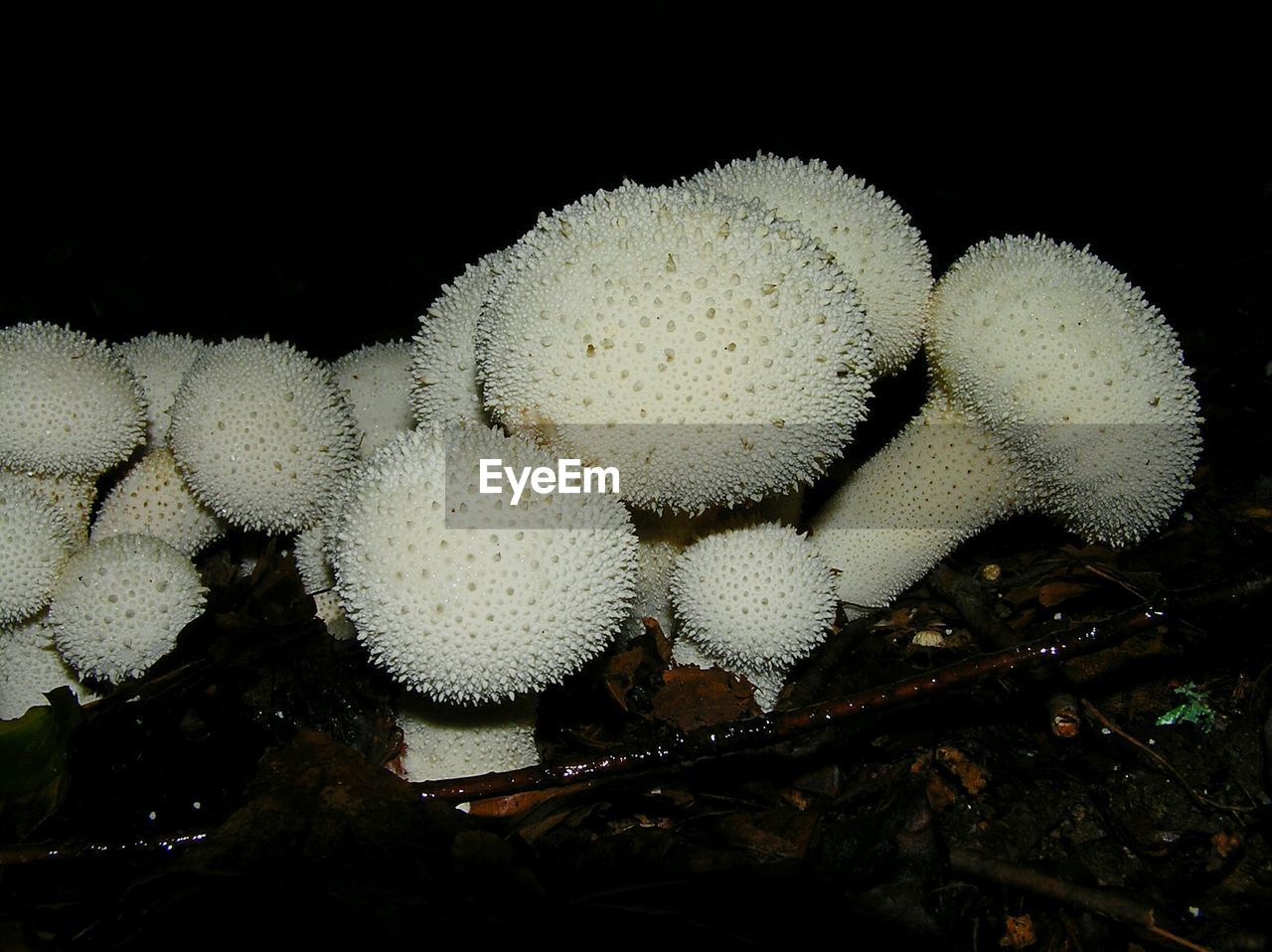 Close-up of mushrooms growing on field