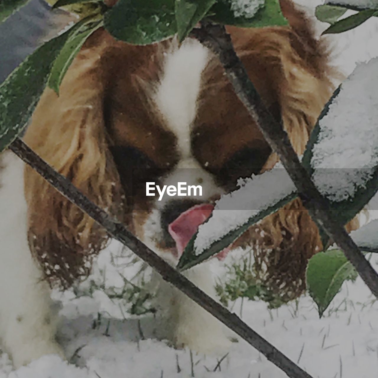 CLOSE-UP OF DOG ON SNOW COVERED LANDSCAPE