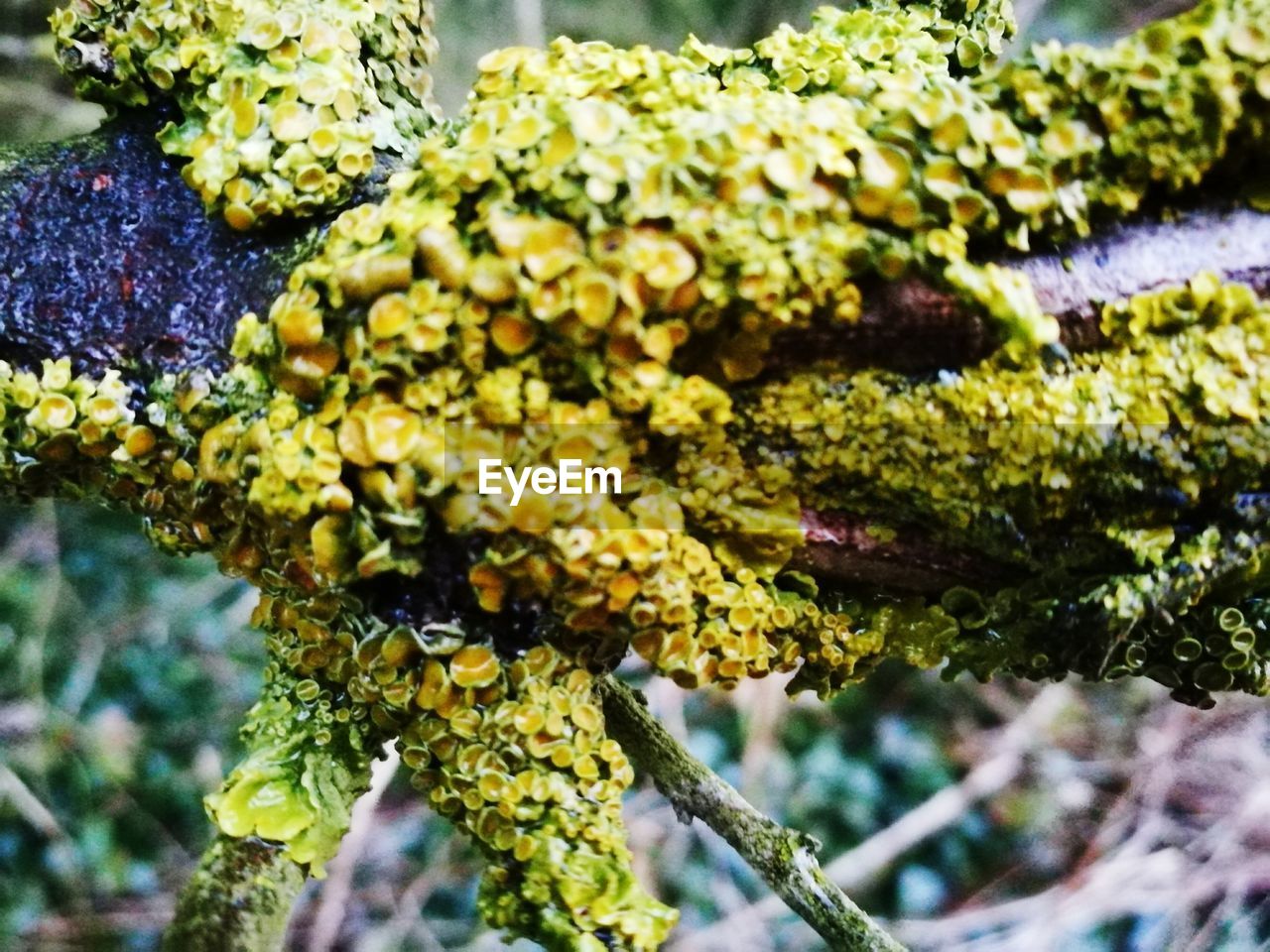 CLOSE-UP OF FLOWERS ON PLANT