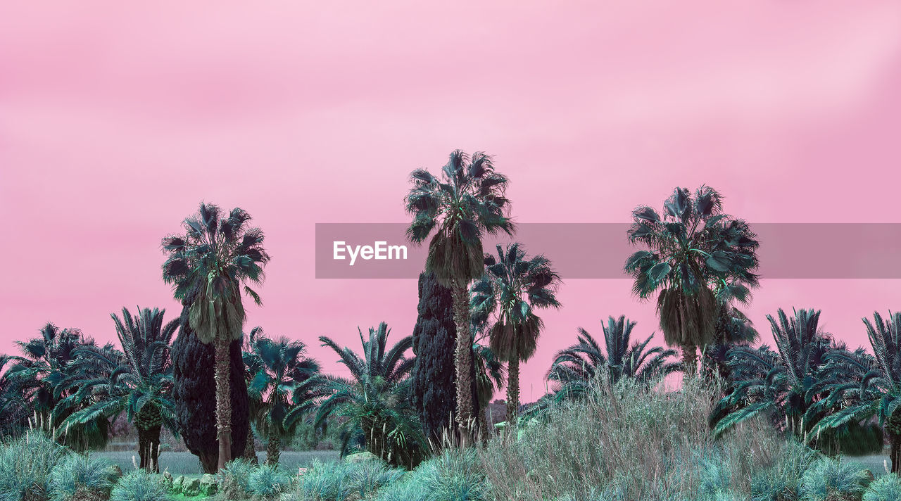 PALM TREES AGAINST SKY DURING SUNSET