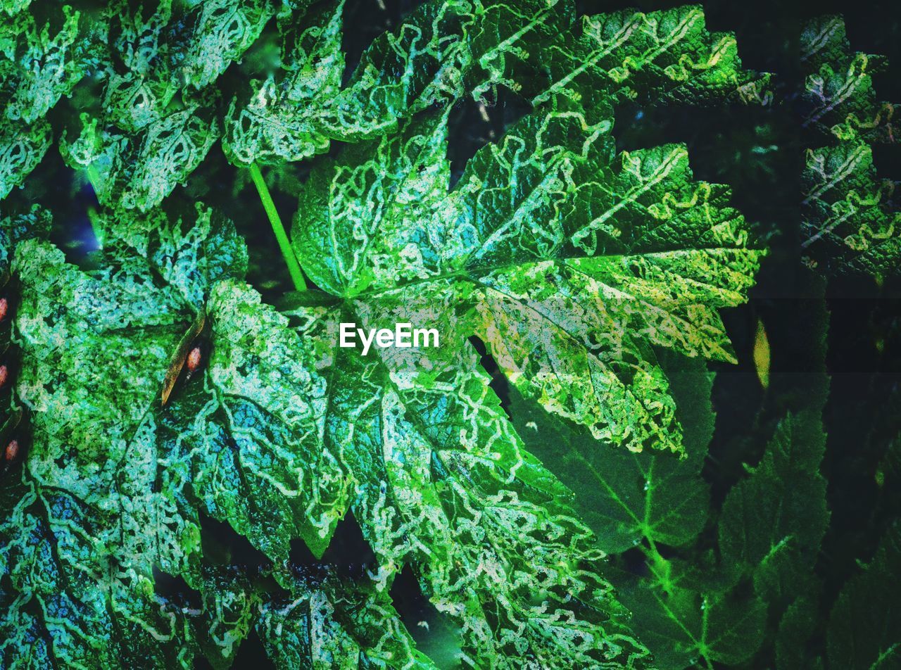 Full frame shot of fresh green plants