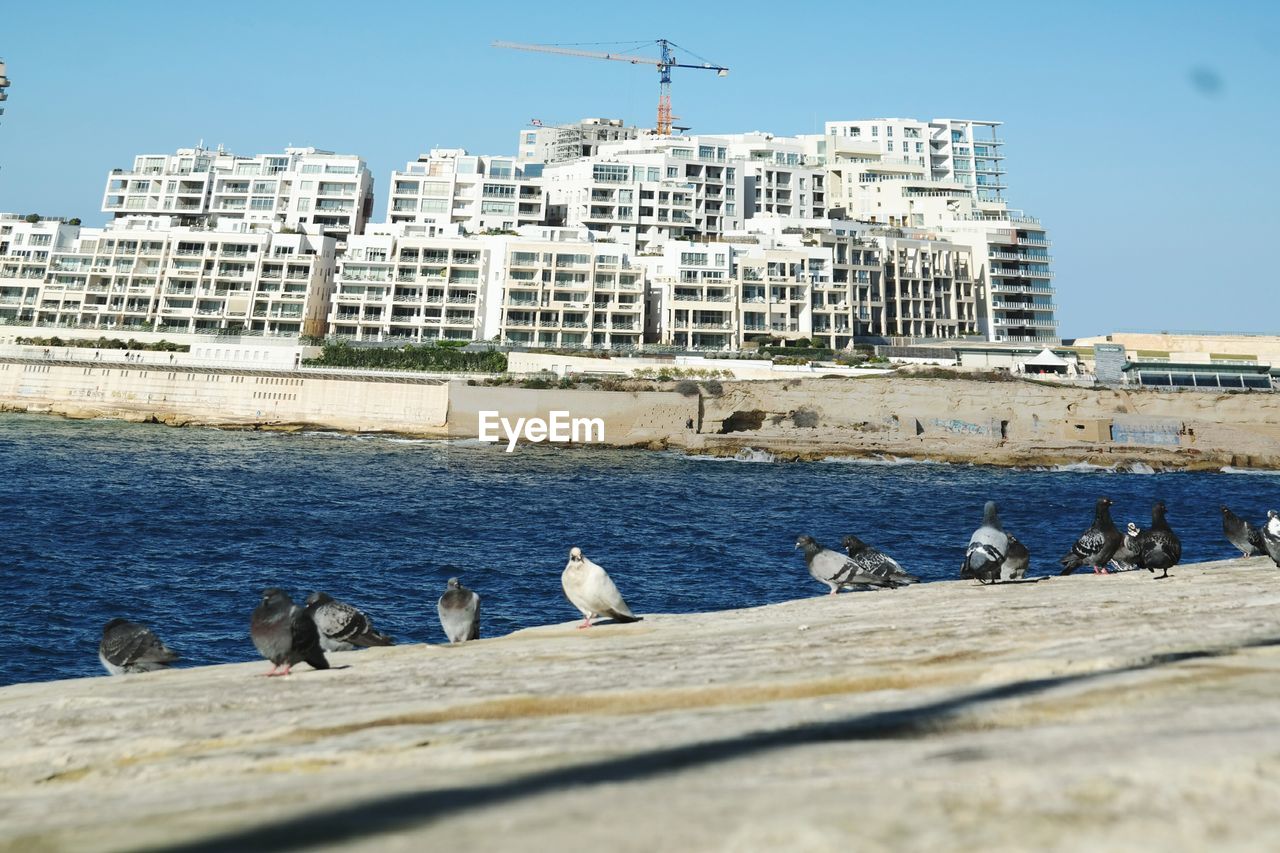 BIRDS PERCHING ON BEACH