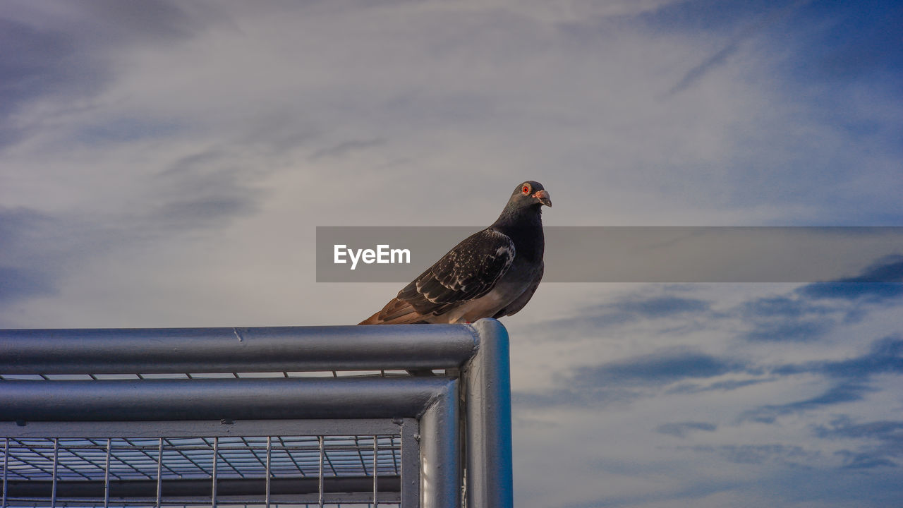 Low angle view of bird perching on roof against sky