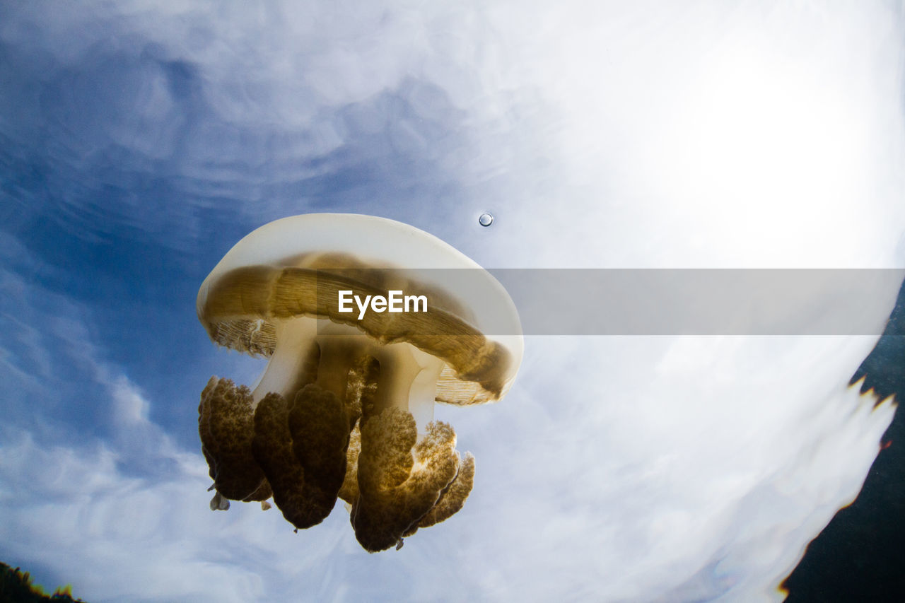 CLOSE-UP LOW ANGLE VIEW OF SKY AGAINST THE BACKGROUND