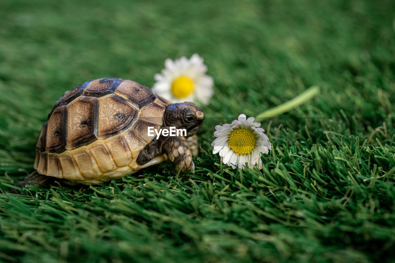 Close-up of an isolated young hermann turtle on a synthetic grass with daisies flowers 