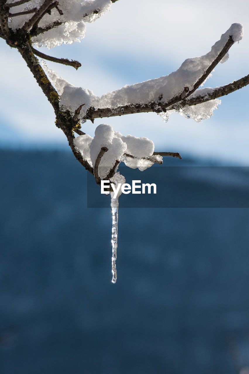 CLOSE-UP OF SNOW ON TREE AGAINST SKY