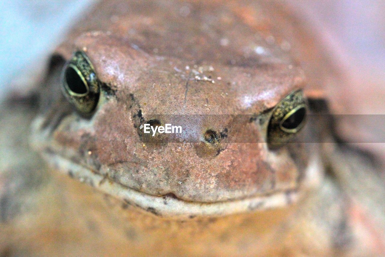 Close-up of brown frog