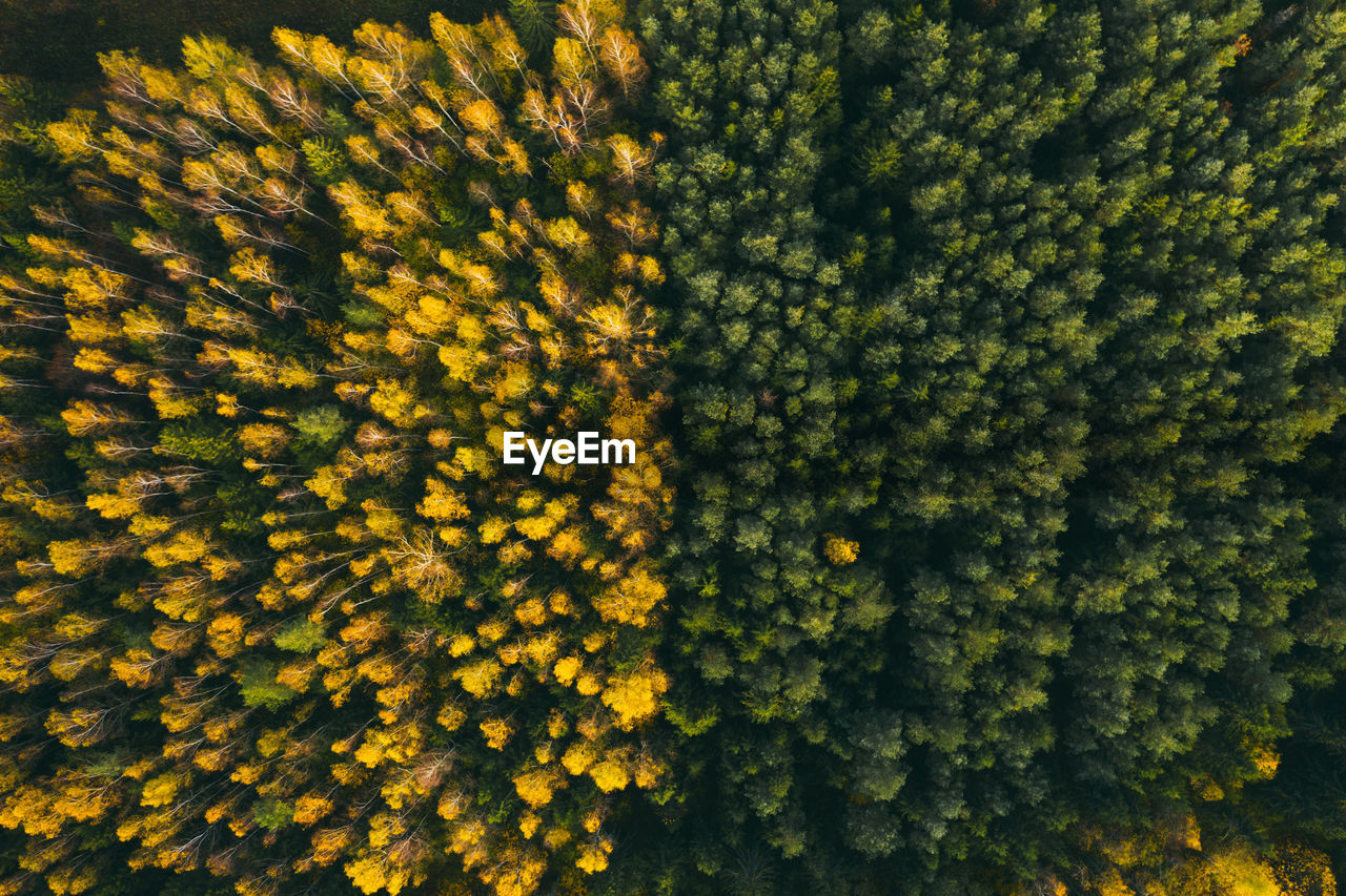 Colourful autumn in forest spots in green and yellow captured from above with a drone.