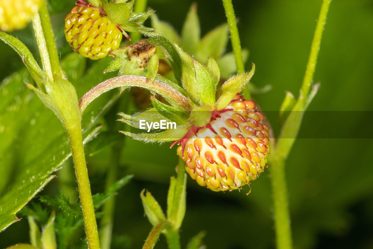 CLOSE-UP OF FRESH PLANT