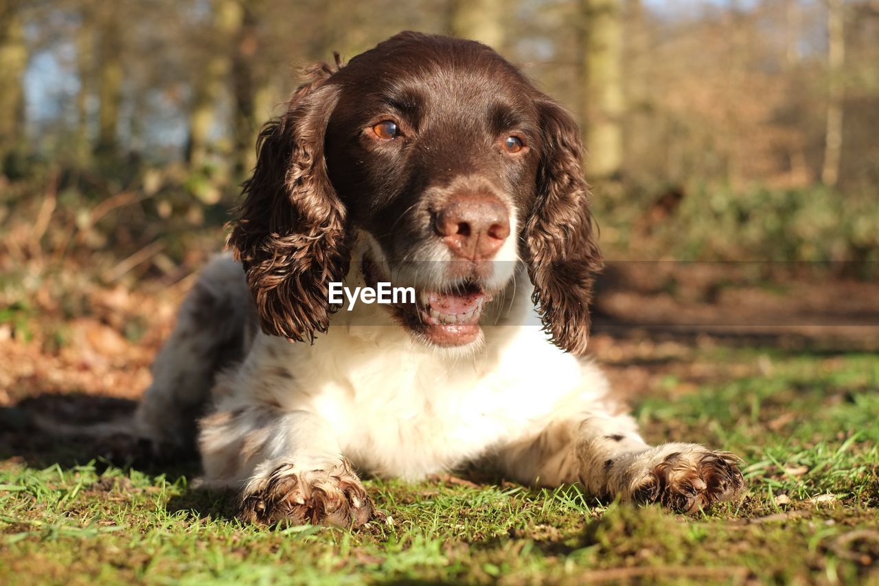 Portrait of a dog on field