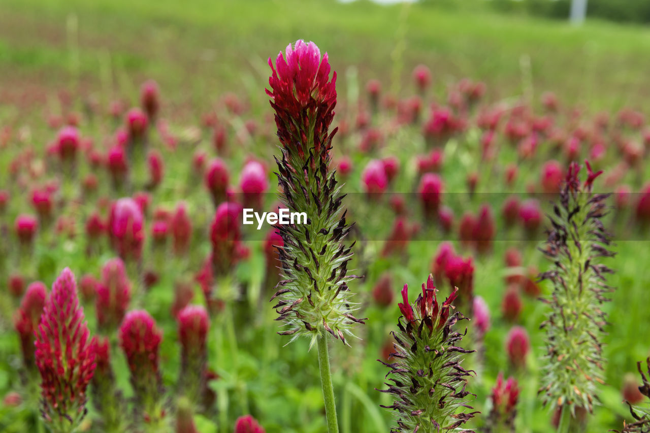 CLOSE-UP OF PINK FLOWERING PLANT IN FIELD