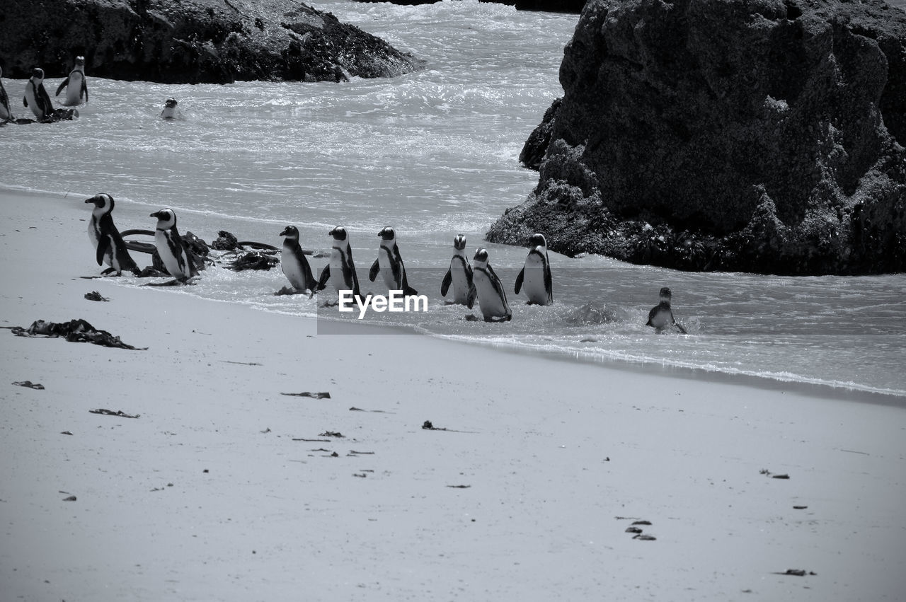 High angle view of penguins at beach