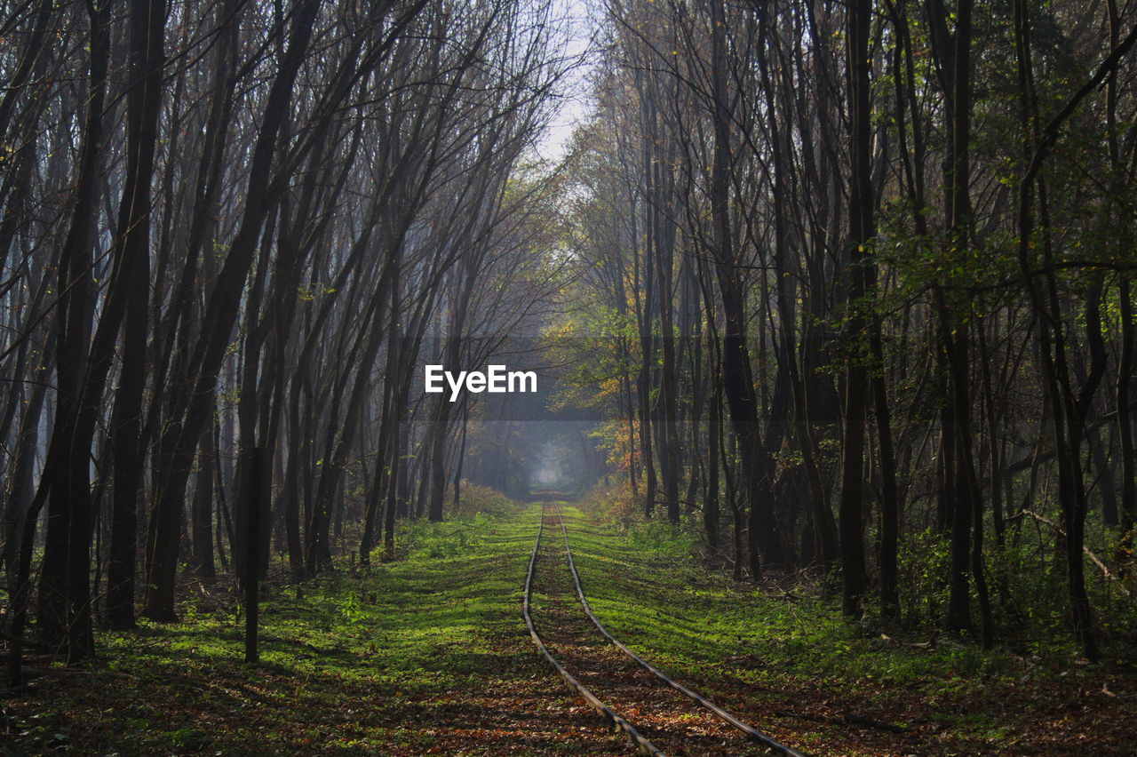 Trail along trees in forest