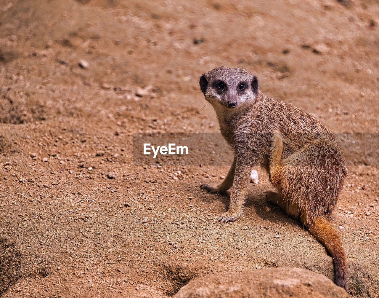 Meerkats in fromt of there cave