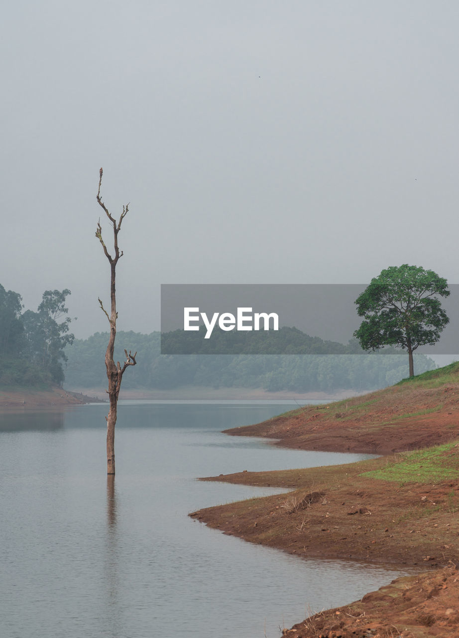 SCENIC VIEW OF TREE AGAINST SKY